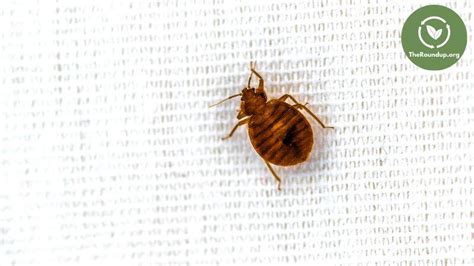 do bed bugs live in steel cabinets|can bed bugs live in metal bed.